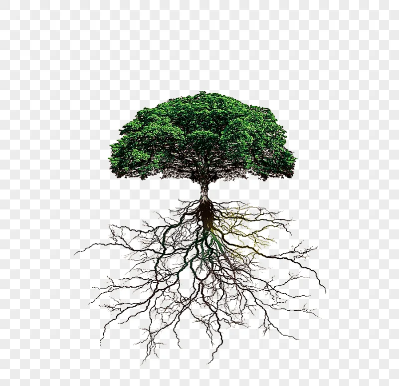 png clipart green tree illustration tree rooting branch tree roots leaf root