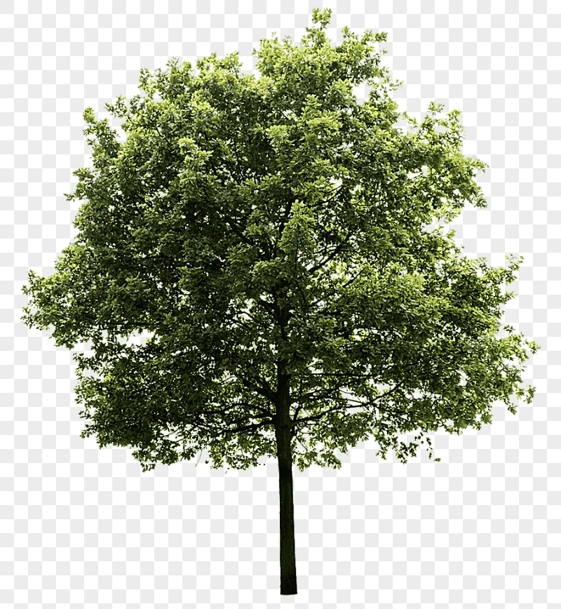 png clipart green tree quercus suber tree trees branch desktop wallpaper