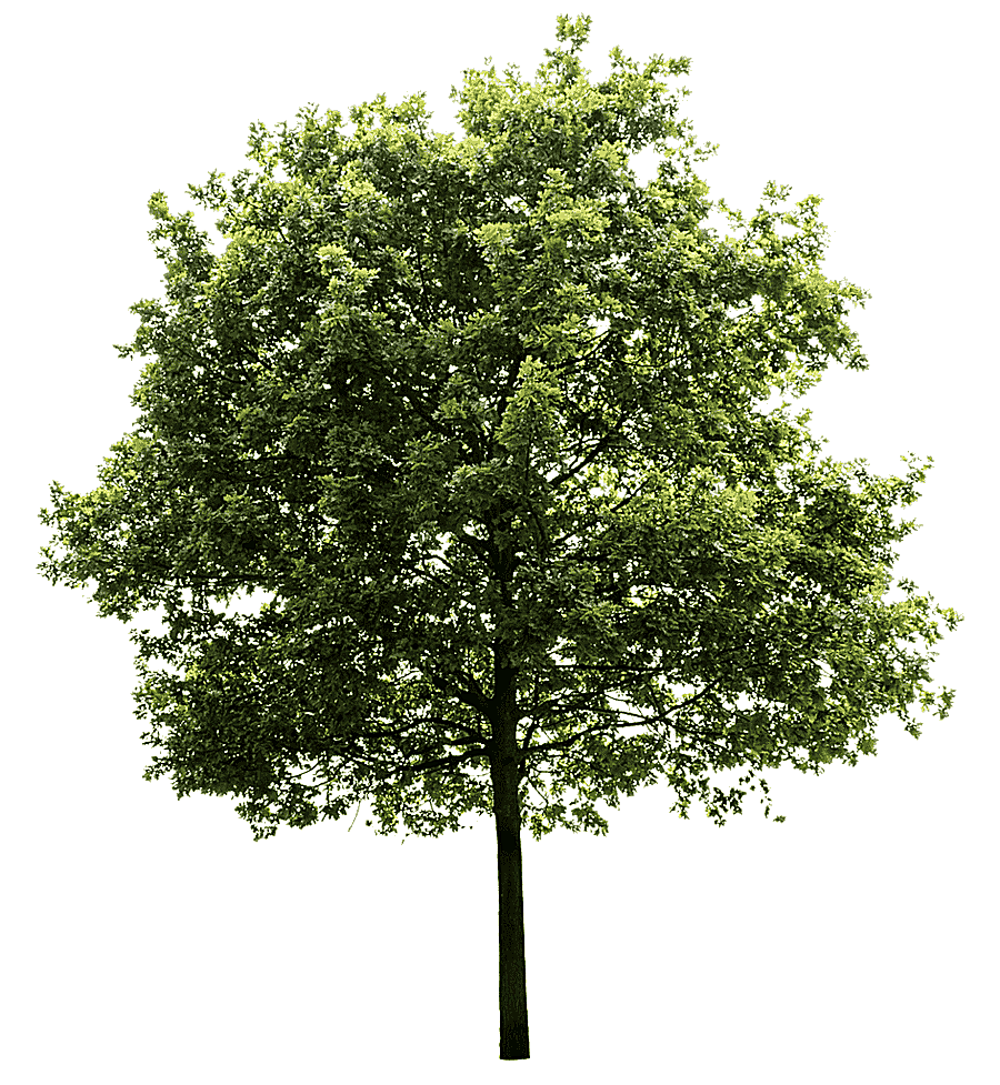 png clipart green tree quercus suber tree trees branch desktop wallpaper