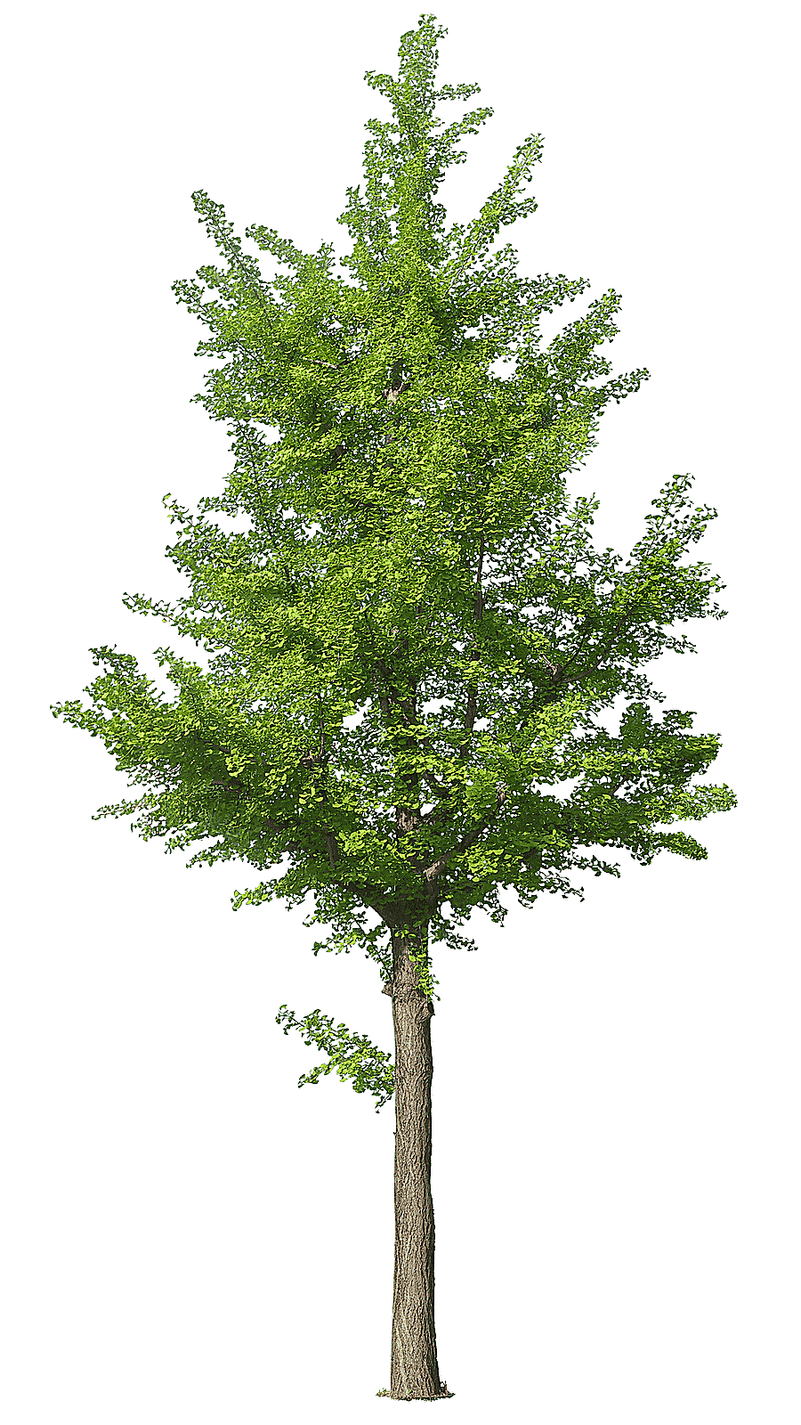 png clipart green tree tree arbol branch plant stem