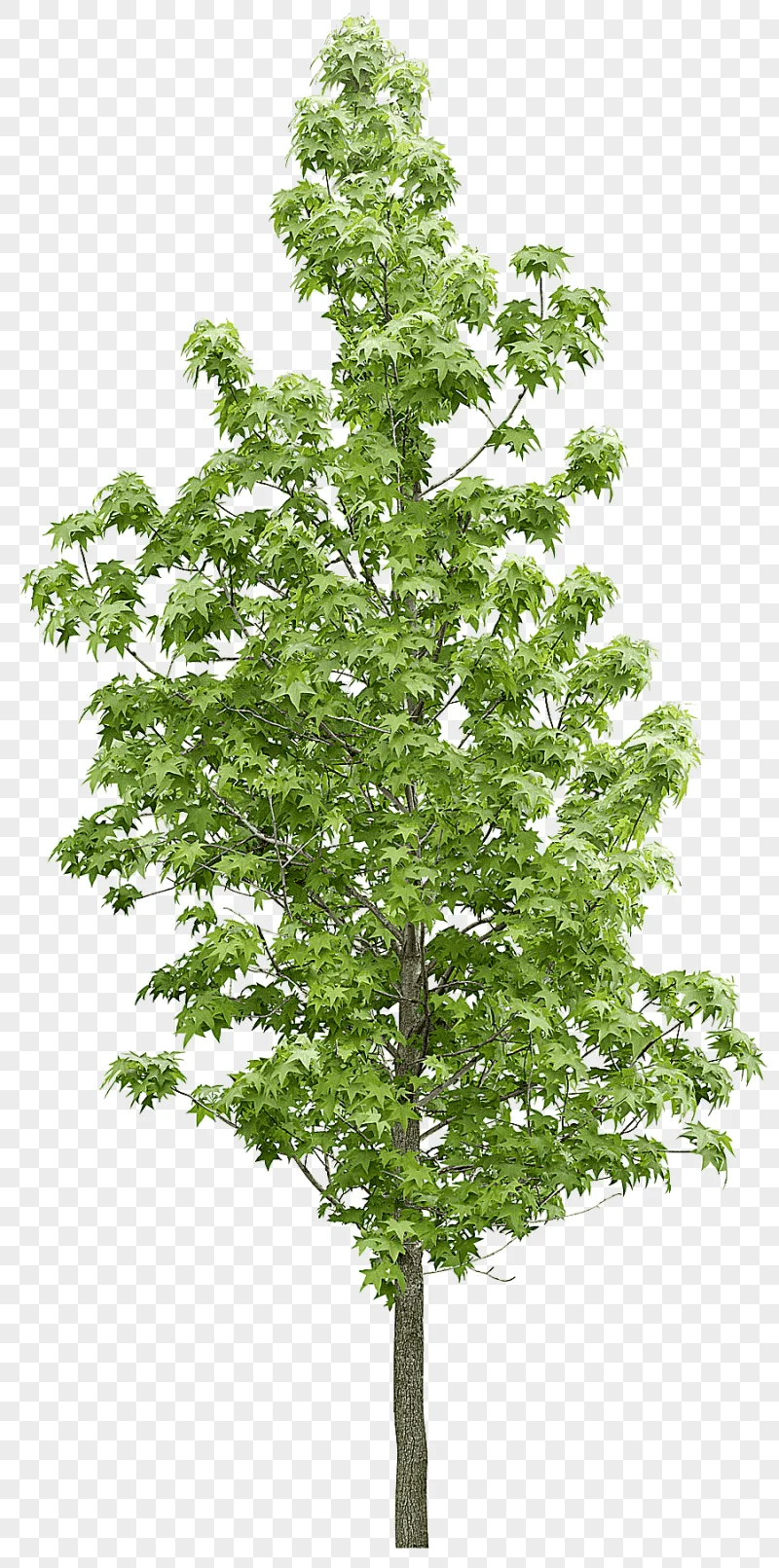 png clipart green tree tree forest vegetation forest trees leaf tree branch