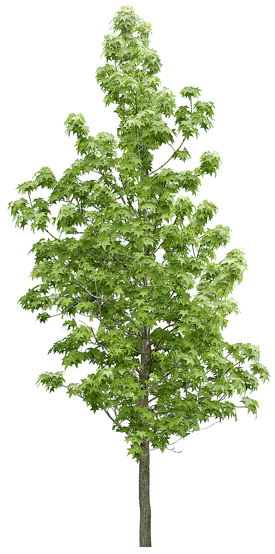 png clipart green tree tree forest vegetation forest trees leaf tree branch