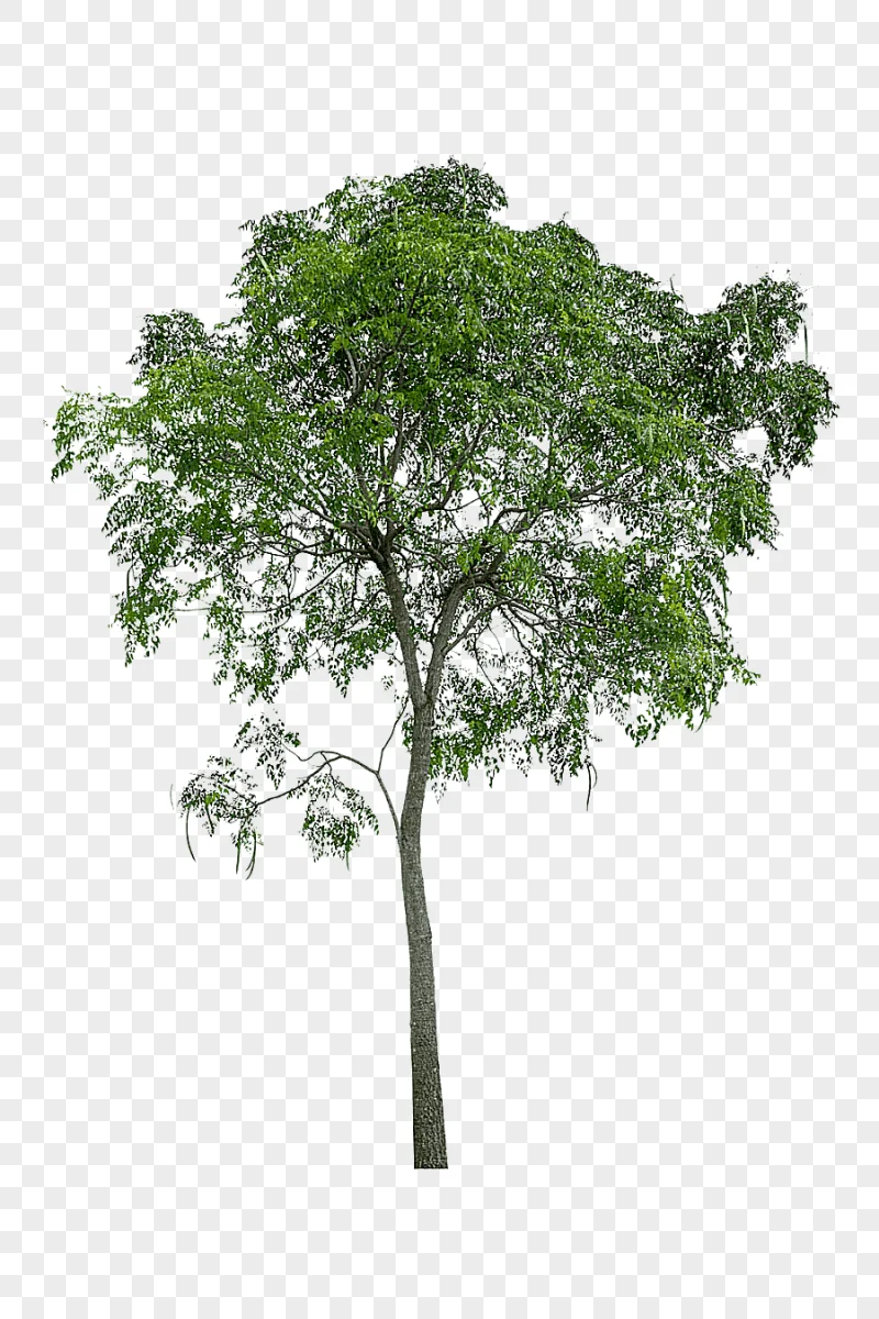 png clipart green tree tree icon lush trees leaf branch