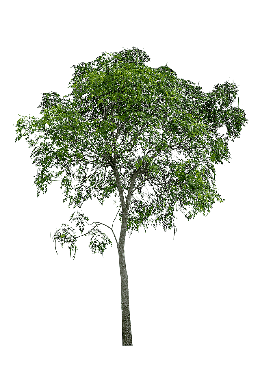 png clipart green tree tree icon lush trees leaf branch