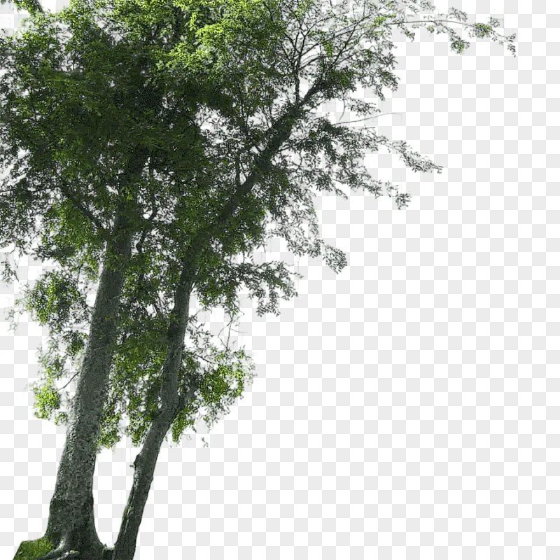 png clipart green tree tree landscape landscape foreground tree other leaf