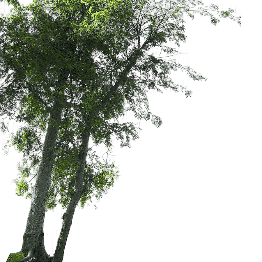 png clipart green tree tree landscape landscape foreground tree other leaf