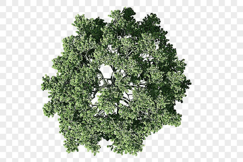 png clipart green tree tree site plan architecture mango tree leaf branch