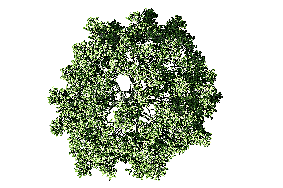 png clipart green tree tree site plan architecture mango tree leaf branch