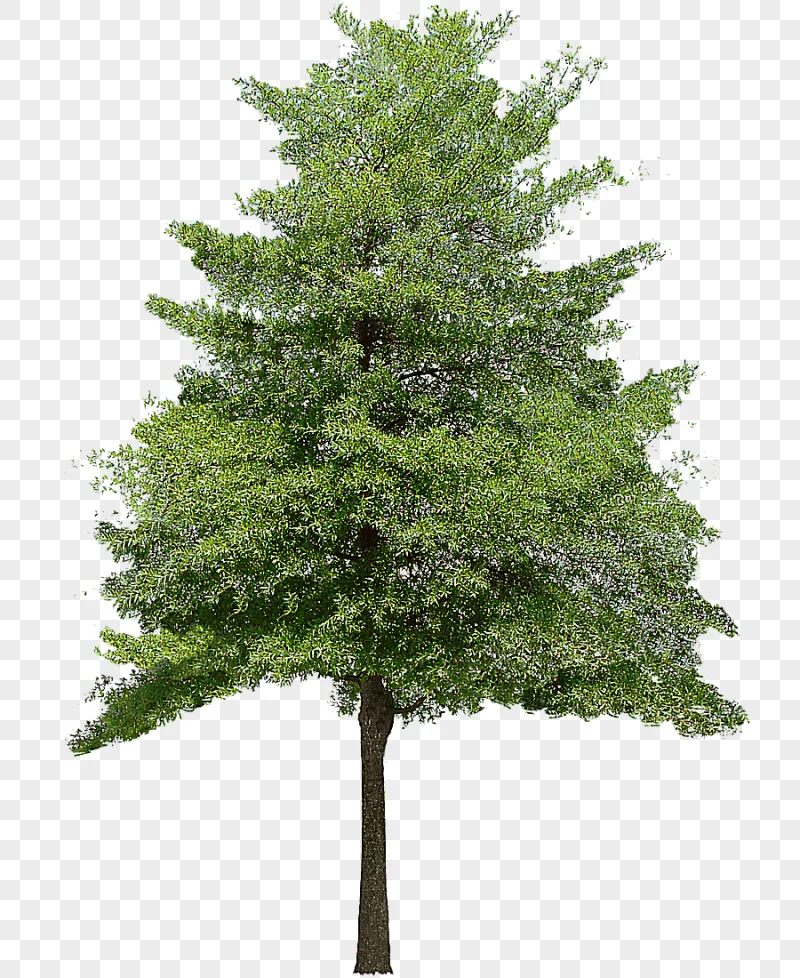 png clipart green tree tree texture mapping 3d computer graphics free tree 3d computer gra