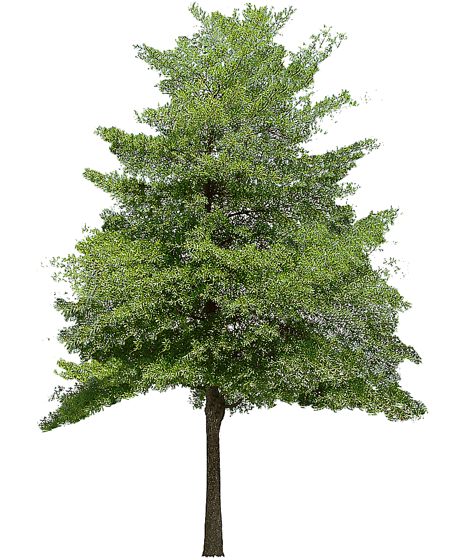 png clipart green tree tree texture mapping 3d computer graphics free tree 3d computer gra