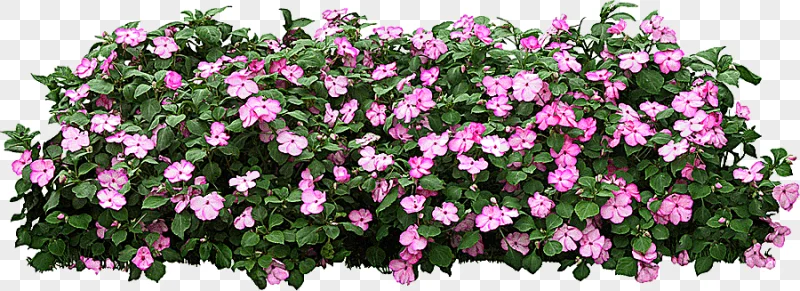 png clipart grow light tree shrub flower garden tree purple flower garden