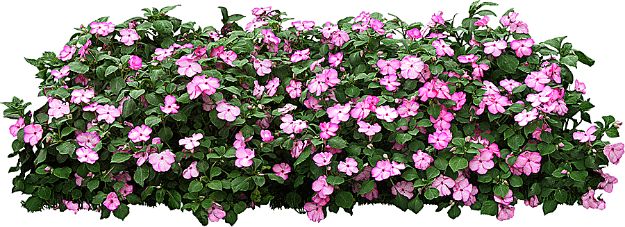 png clipart grow light tree shrub flower garden tree purple flower garden