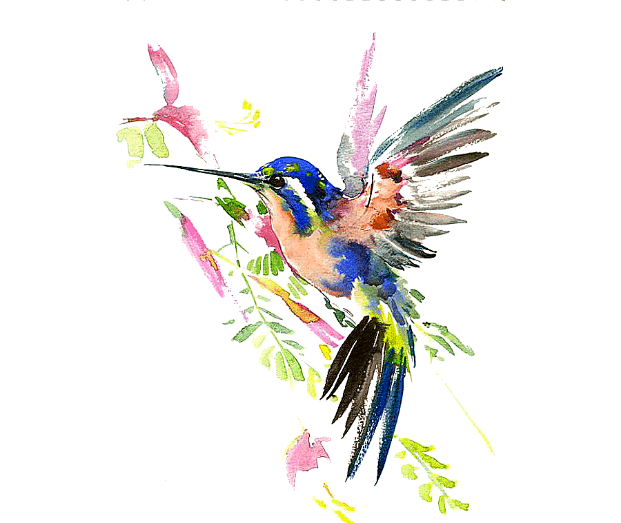 png clipart hummingbird watercolor painting drawing hummingbird painting of blue and pink