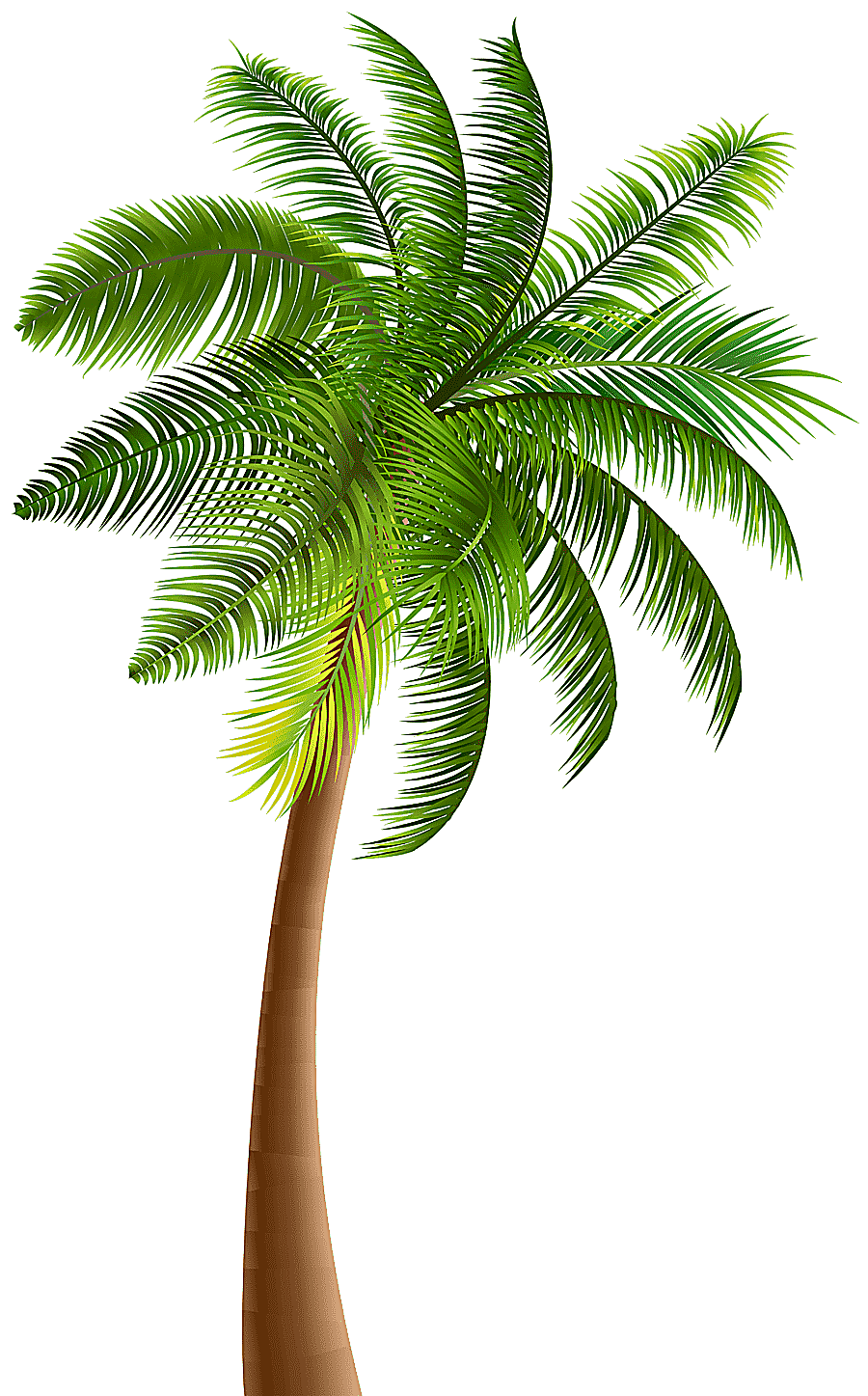 png clipart illustration of palm tree palm trees palm leaf plant stem