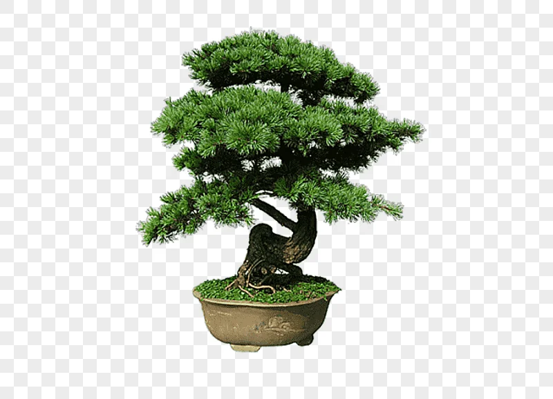 png clipart indoor bonsai tree flowerpot tree garden bonsai