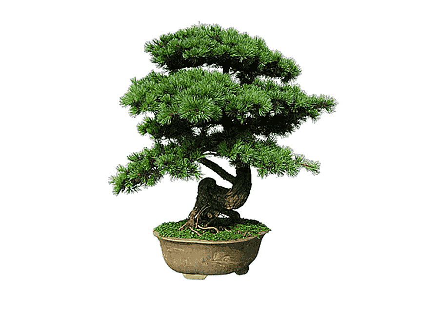 png clipart indoor bonsai tree flowerpot tree garden bonsai