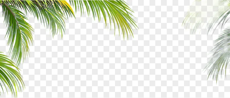 png clipart leaf coconut arecaceae tree green coconut leaf border texture palm tree illust