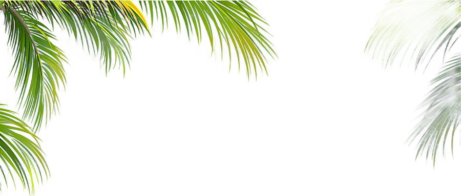 png clipart leaf coconut arecaceae tree green coconut leaf border texture palm tree illust