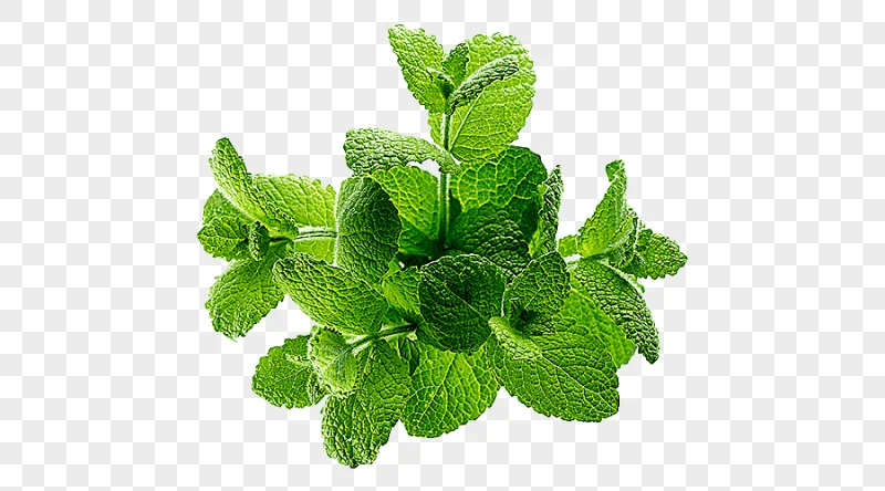 png clipart lemon balm herb juice mint juice food leaf