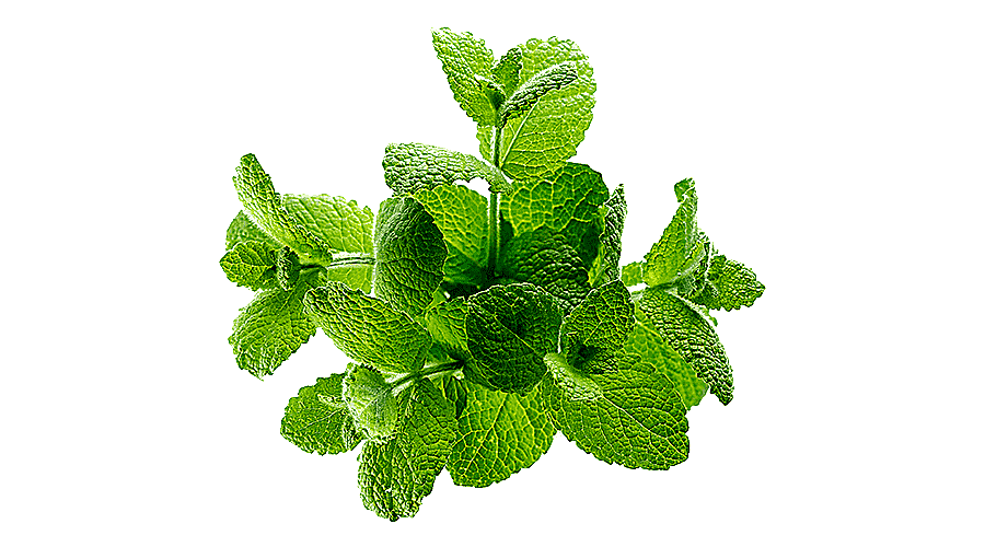 png clipart lemon balm herb juice mint juice food leaf