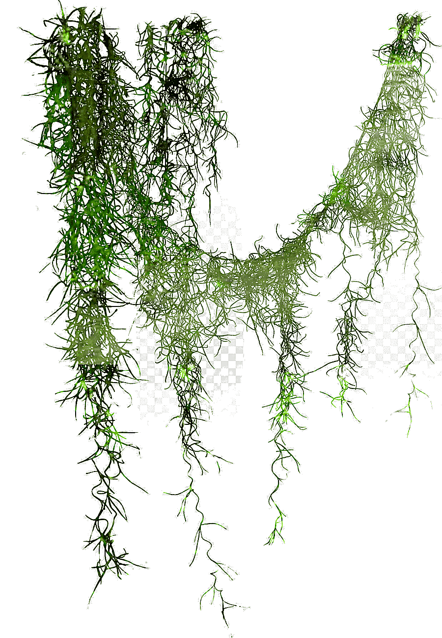 png clipart liana tree leaf graphy plant stem tree