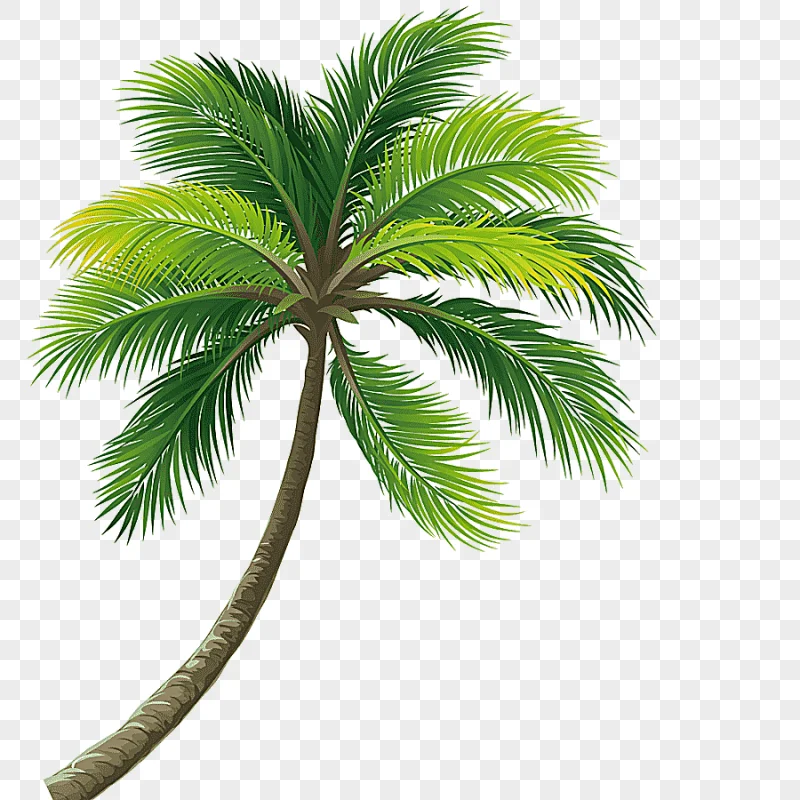 png clipart lush coconut trees coconut tree trunk