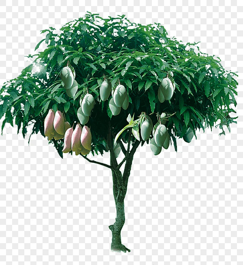 png clipart mango tree illustration tree mango fruitful mango tree other leaf