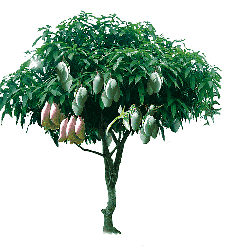png clipart mango tree illustration tree mango fruitful mango tree other leaf