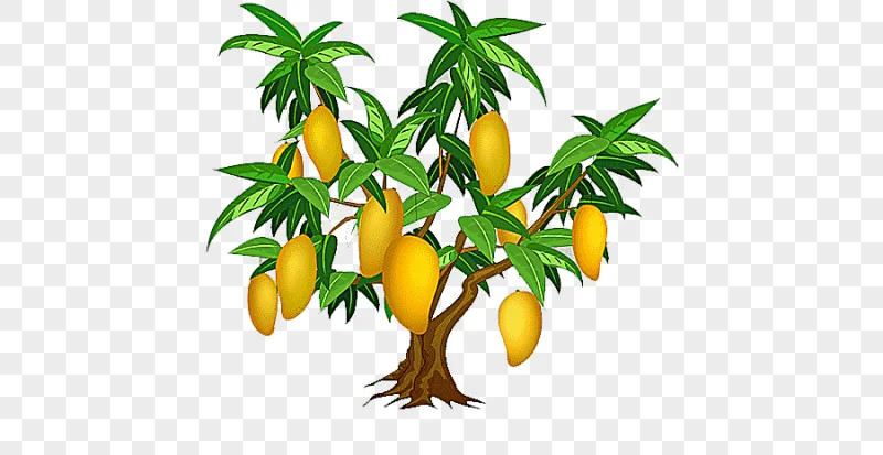 png clipart mango tree mango tree decoration