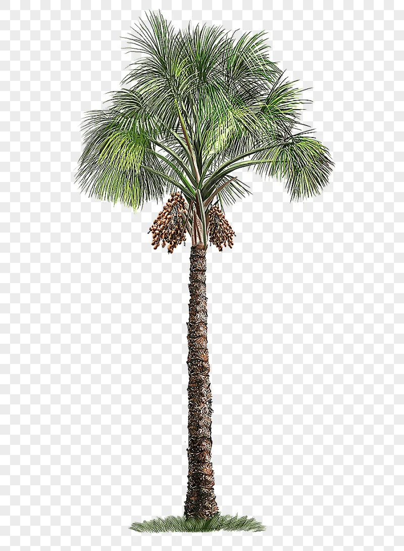 png clipart mauritia flexuosa arecaceae tree palm tree green palm tree other plant stem