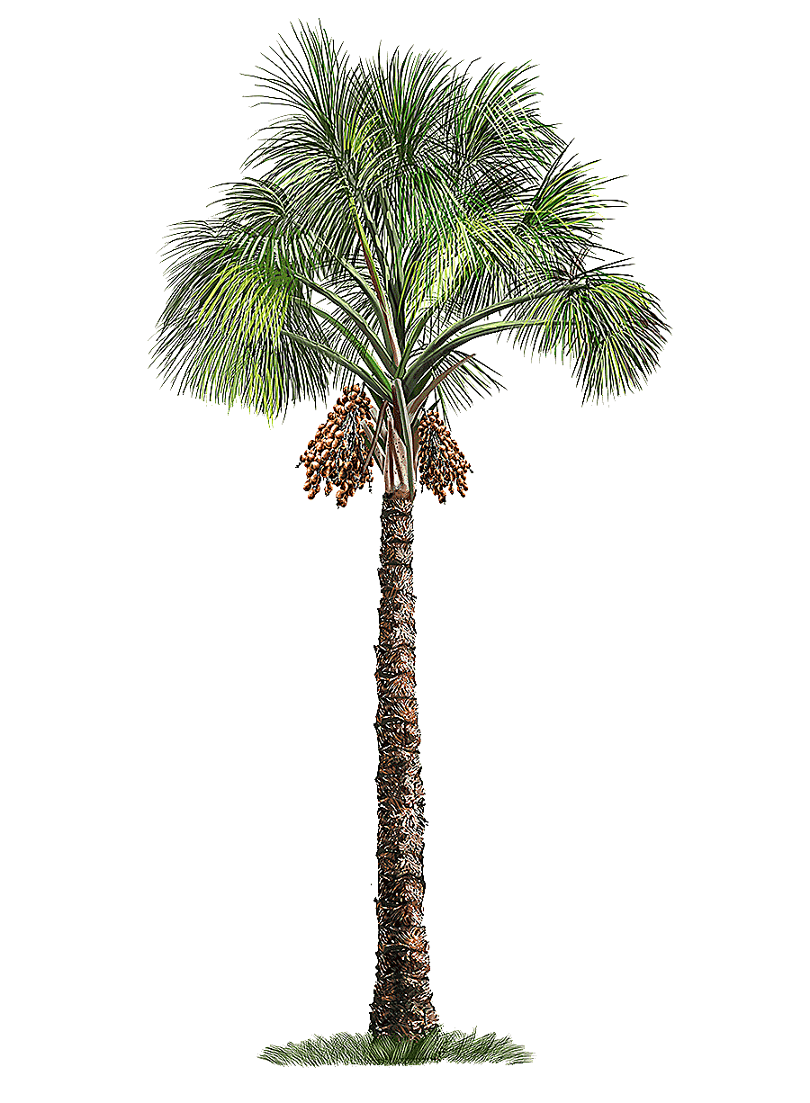 png clipart mauritia flexuosa arecaceae tree palm tree green palm tree other plant stem