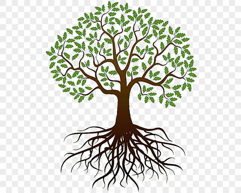 png clipart oak root tree graphy tree leaf branch