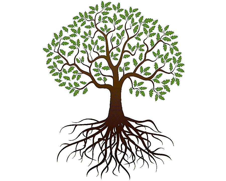 png clipart oak root tree graphy tree leaf branch