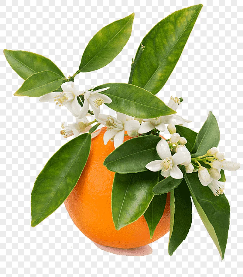 png clipart orange blossom orange juice orange flower water orange citrus orange