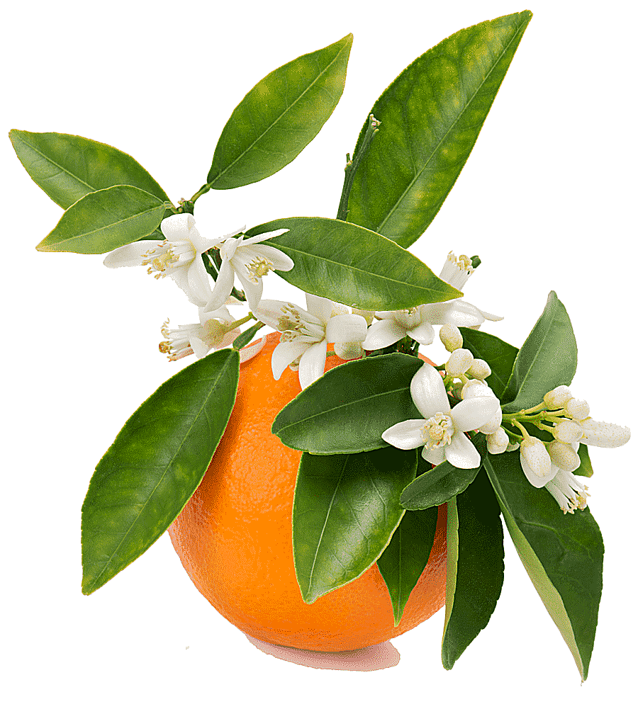 png clipart orange blossom orange juice orange flower water orange citrus orange