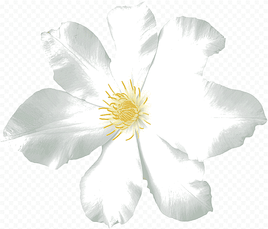 png clipart painted white flowers flowers white flower