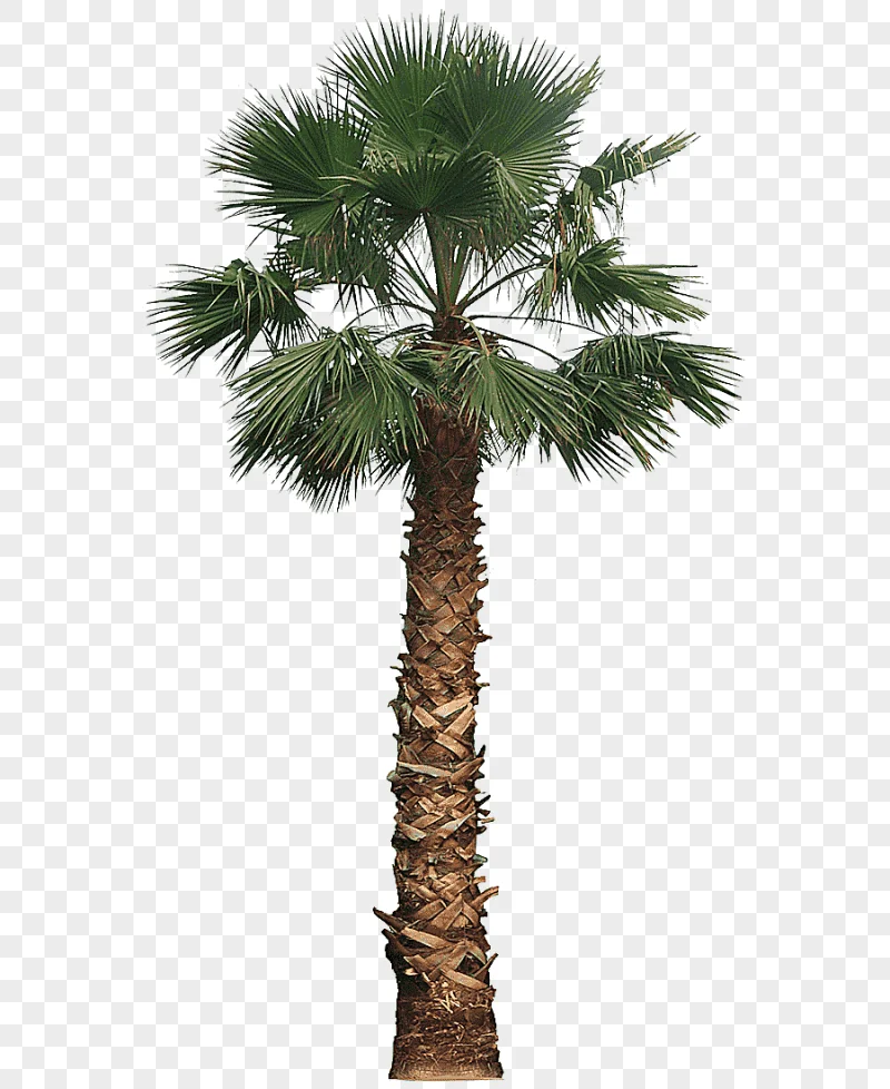 png clipart palm tree illustration date palm washingtonia filifera arecaceae tree palm tre