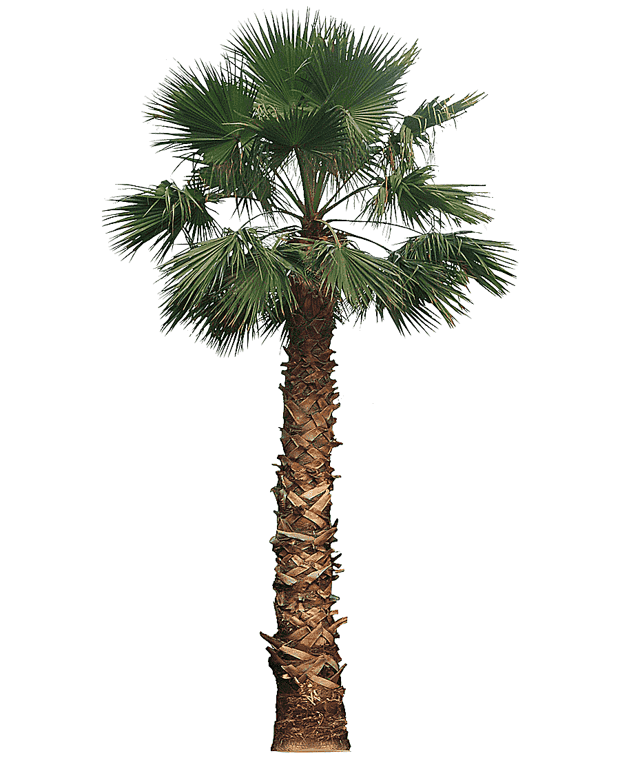 png clipart palm tree illustration date palm washingtonia filifera arecaceae tree palm tre