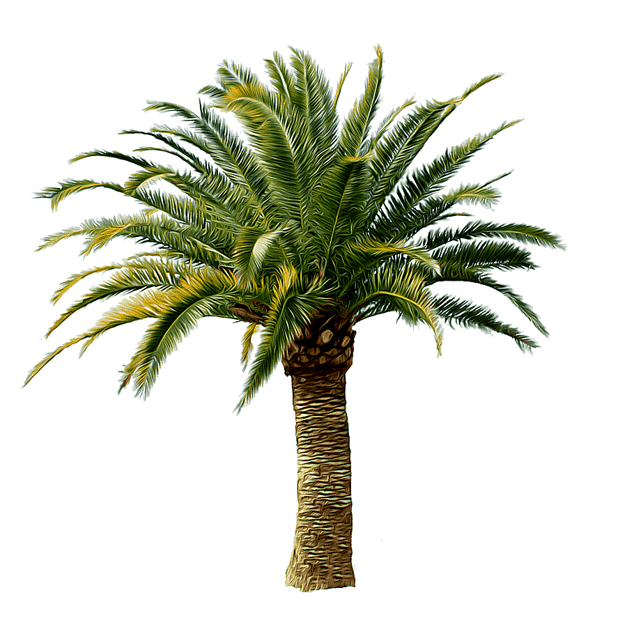 png clipart palm tree palm tree