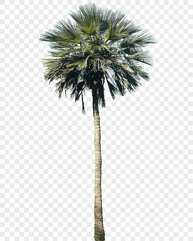 png clipart palm tree washingtonia robusta arecaceae tree plant palm tree palm tree plant