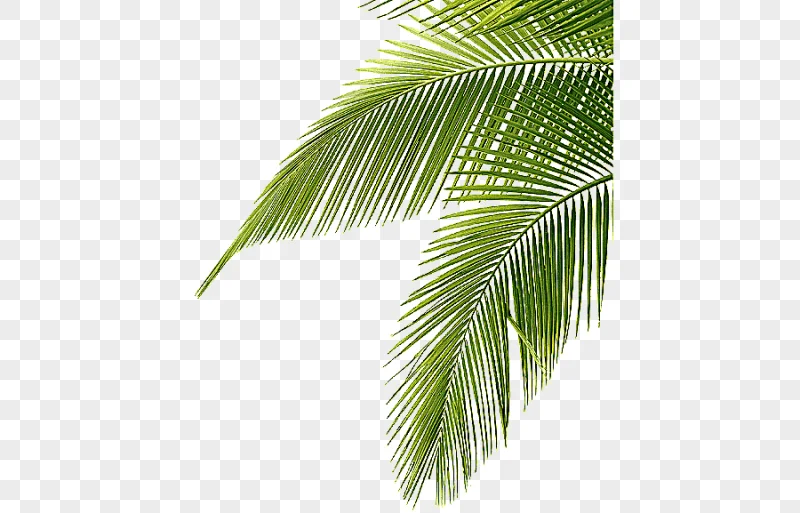 png clipart palm trees jpeg leaf leaf palm tree