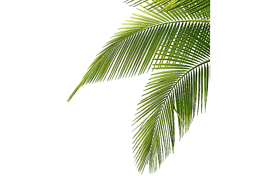 png clipart palm trees jpeg leaf leaf palm tree