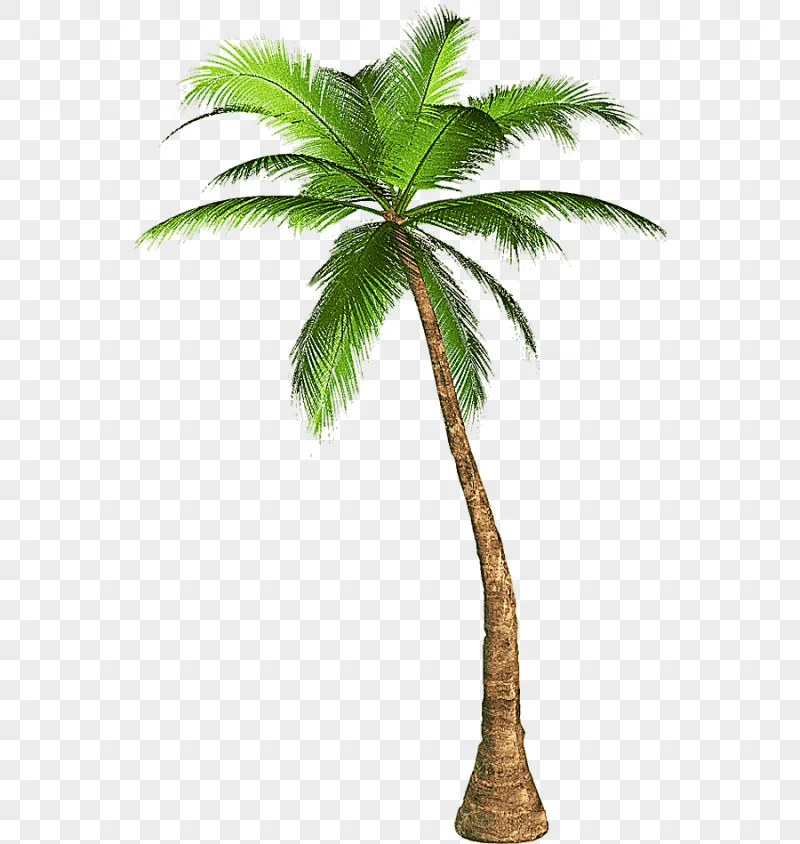 png clipart palm trees mexican fan palm california palm tree palm trees mexican fan palm