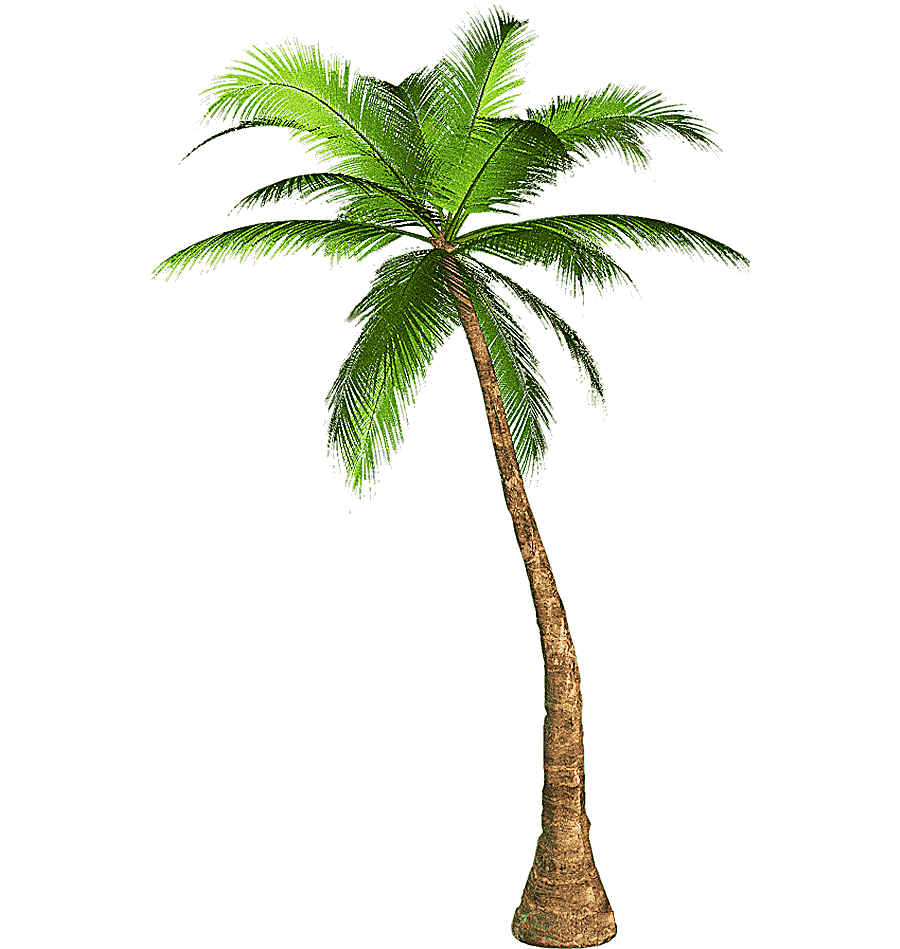 png clipart palm trees mexican fan palm california palm tree palm trees mexican fan palm