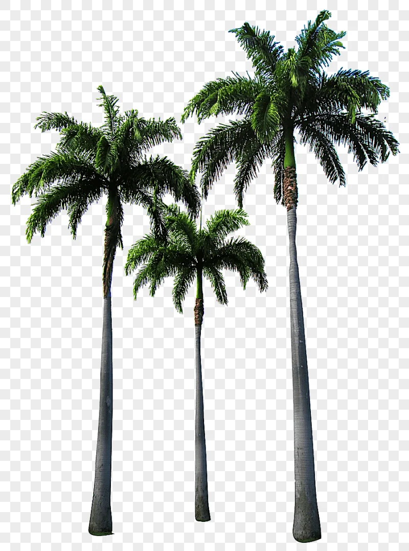 png clipart palm trees three coconut trees