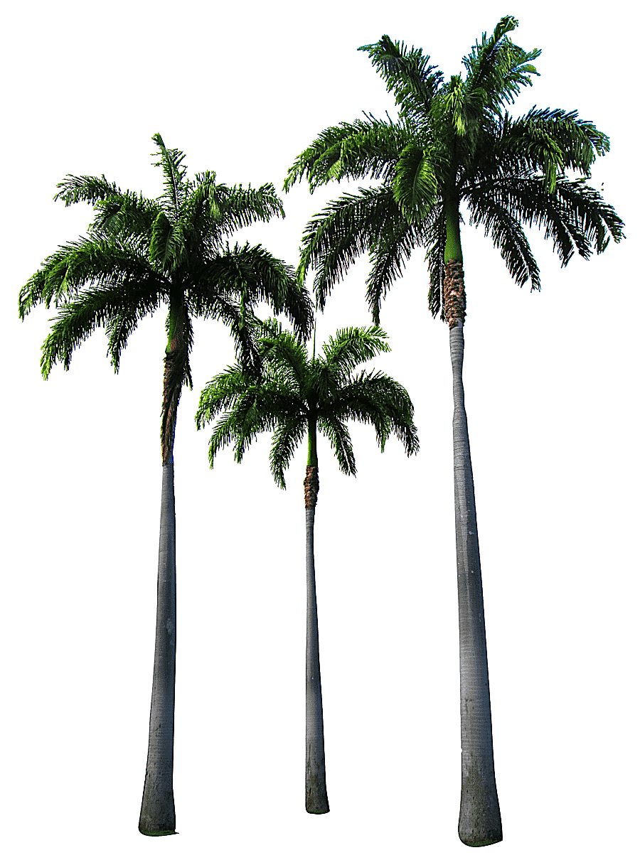 png clipart palm trees three coconut trees