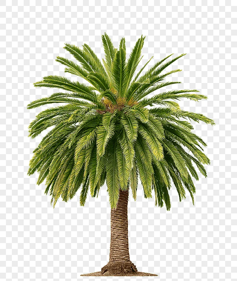png clipart palm wine arecaceae palm oil tree coconut tree leaf tree branch