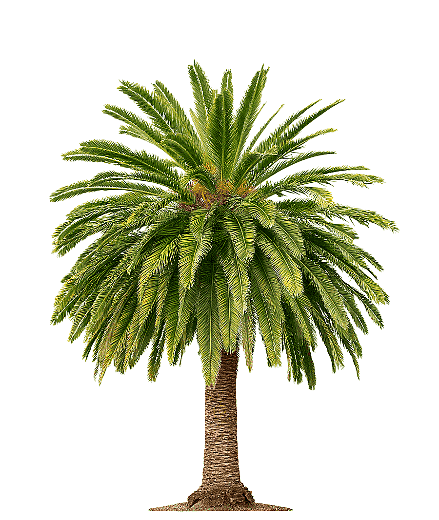 png clipart palm wine arecaceae palm oil tree coconut tree leaf tree branch