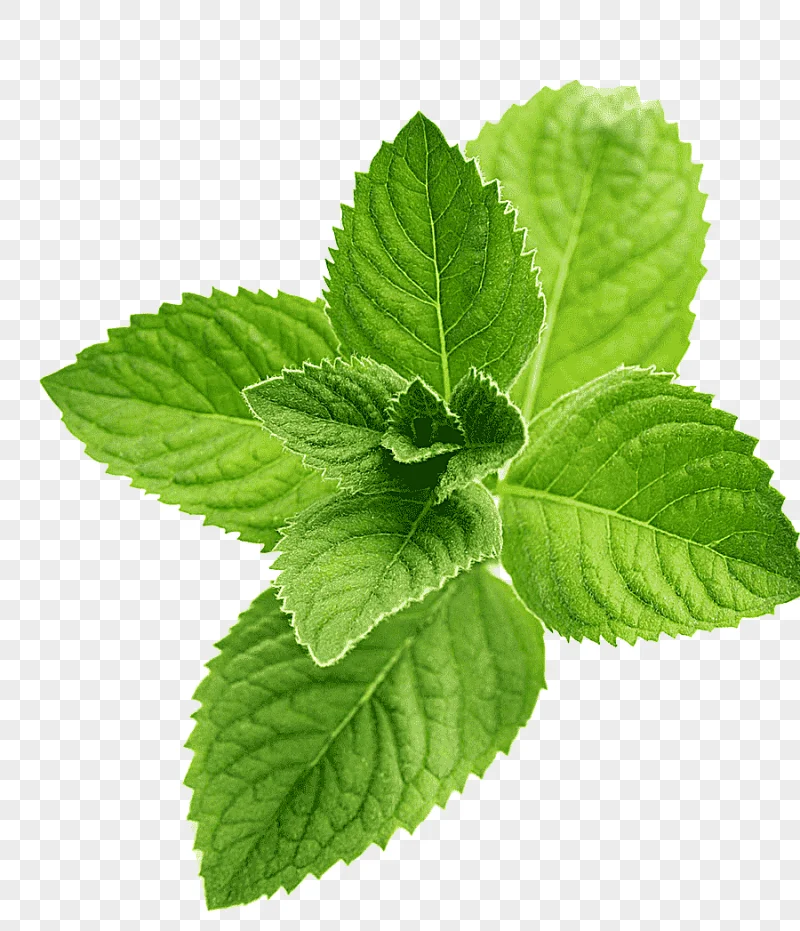 png clipart peppermint leaves juice peppermint flavor menthol menthol food leaf