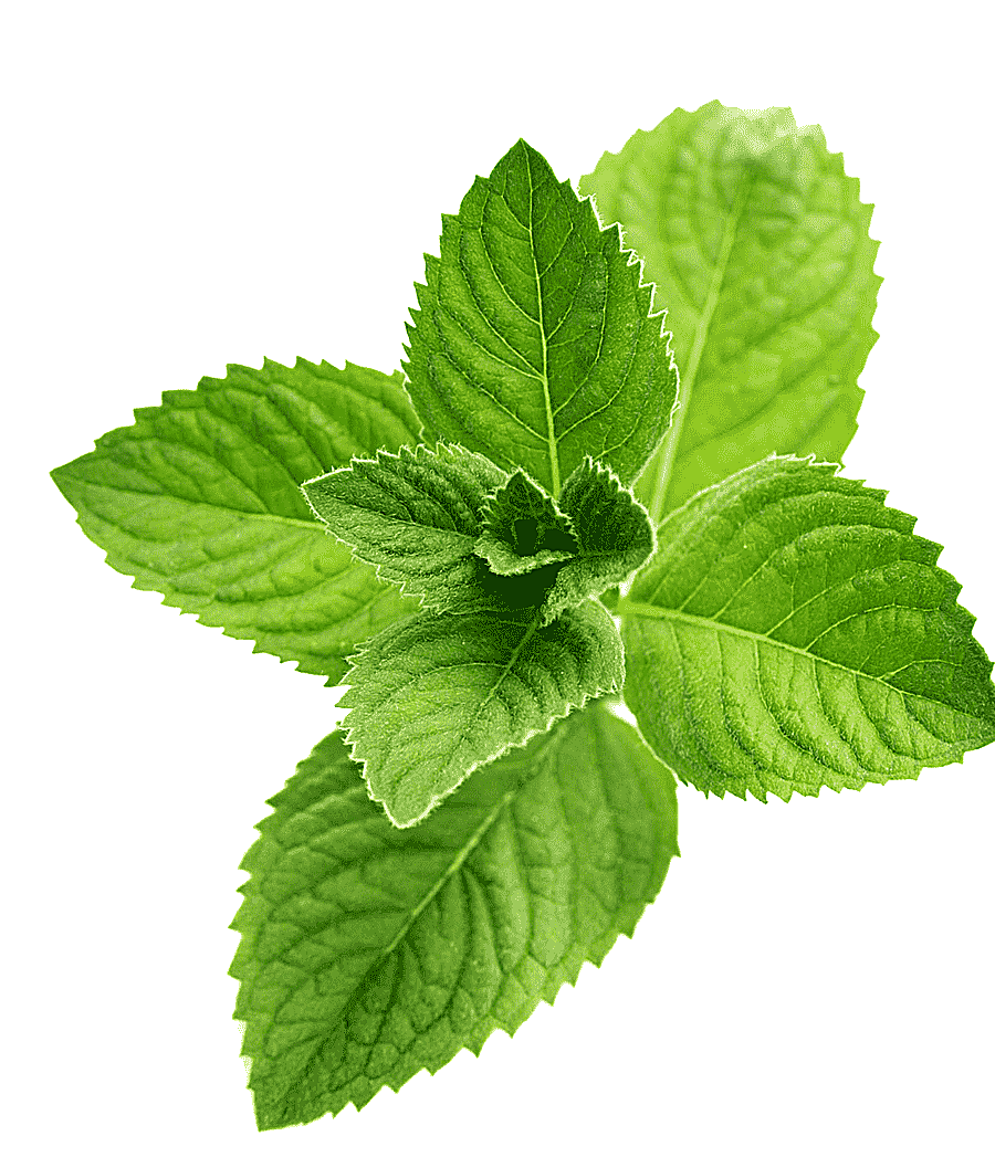 png clipart peppermint leaves juice peppermint flavor menthol menthol food leaf
